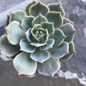 Beautiful Echeveria Lola Succulent